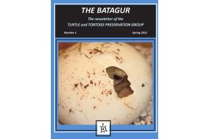 The Batagur, number 1